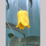 Vines ~ Clematis otophera ~ Dancing Oaks Nursery and Gardens ~ Retail Nursery ~ Mail Order Nursery