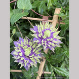 Clematis 'Taiga', Large-Flowered Clematis