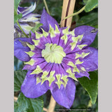 Clematis 'Taiga', Large-Flowered Clematis