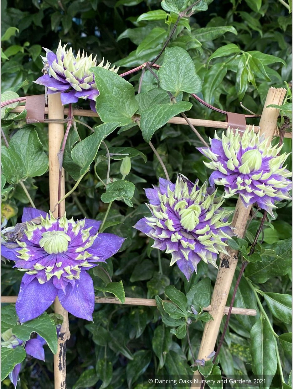 Clematis 'Taiga', Large-Flowered Clematis