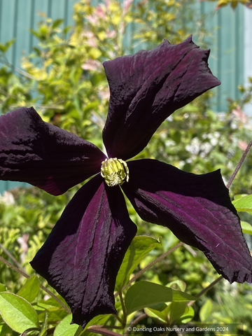 Vines ~ Clematis 'Romantika' ~ Dancing Oaks Nursery and Gardens ~ Retail Nursery ~ Mail Order Nursery