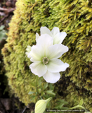 Clematis x cartmanii 'Sweet Hart', White Evergreen Clematis