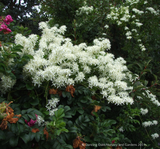 Vines ~ Clematis flammula, Fragrant Virgin's Bower ~ Dancing Oaks Nursery and Gardens ~ Retail Nursery ~ Mail Order Nursery