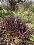 Perennials ~ Clematis recta 'Purpurea', Shrub Clematis ~ Dancing Oaks Nursery and Gardens ~ Retail Nursery ~ Mail Order Nursery
