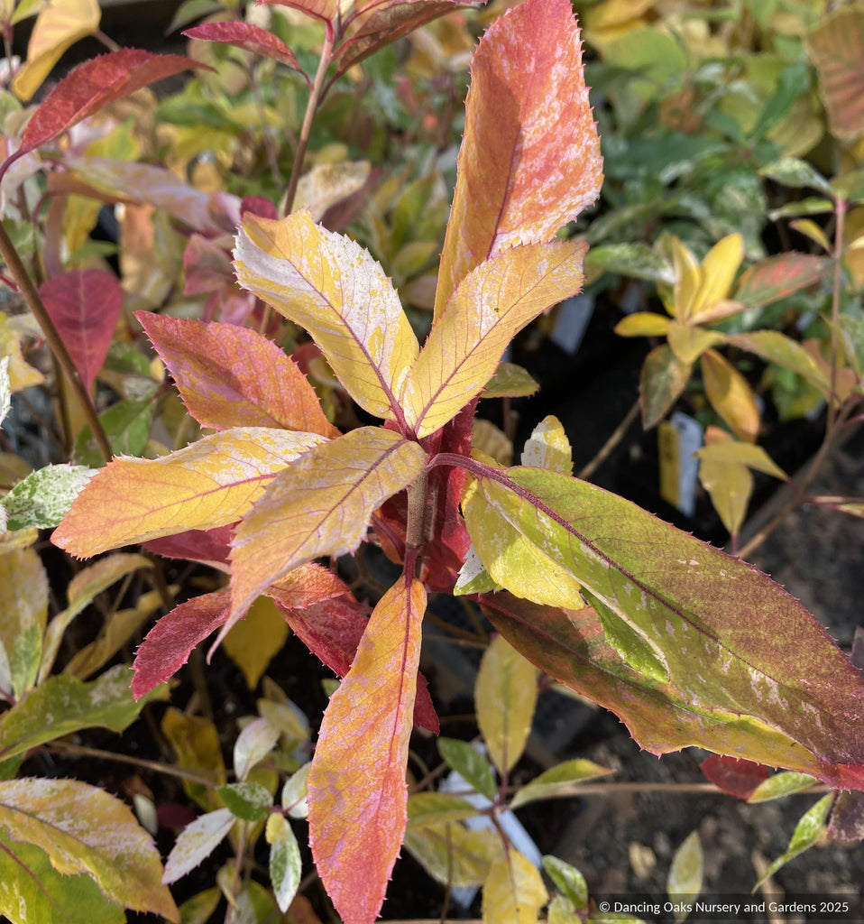 【レア@19800】tetelaensis錦 Clethra barbinervis 'Takeda Nishiki', Japanese Clethra – Dancing