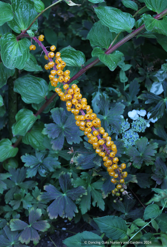 Perennials ~ Coriaria terminalis v. xanthocarpa (seedlings), Coriaria ~ Dancing Oaks Nursery and Gardens ~ Retail Nursery ~ Mail Order Nursery