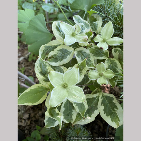 Cornus kousa 'Akatsuki', Kousa Dogwood, No shipping FL