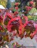 Trees ~ Cornus florida 'Cherokee Sunset', Variegated Dogwood ~ Dancing Oaks Nursery and Gardens ~ Retail Nursery ~ Mail Order Nursery