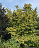 Trees ~ Cornus florida 'Cherokee Sunset', Variegated Dogwood ~ Dancing Oaks Nursery and Gardens ~ Retail Nursery ~ Mail Order Nursery