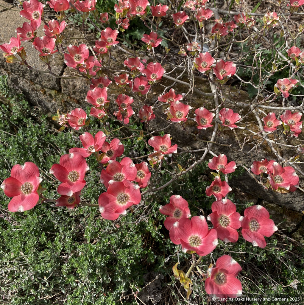 navajo ZUNI ターコイズ コーラル 925 トップ フラワー Squash Blossom by Navajo – Gallup Trading