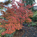 Trees ~ Cornus kousa 'Heart Throb', Pink Kousa Dogwood ~ Dancing Oaks Nursery and Gardens ~ Retail Nursery ~ Mail Order Nursery