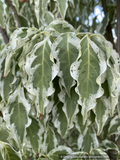 Trees ~ Cornus kousa 'Wolf Eyes', Wolf Eyes Dogwood ~ Dancing Oaks Nursery and Gardens ~ Retail Nursery ~ Mail Order Nursery