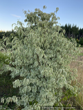Trees ~ Cornus kousa 'Wolf Eyes', Wolf Eyes Dogwood ~ Dancing Oaks Nursery and Gardens ~ Retail Nursery ~ Mail Order Nursery