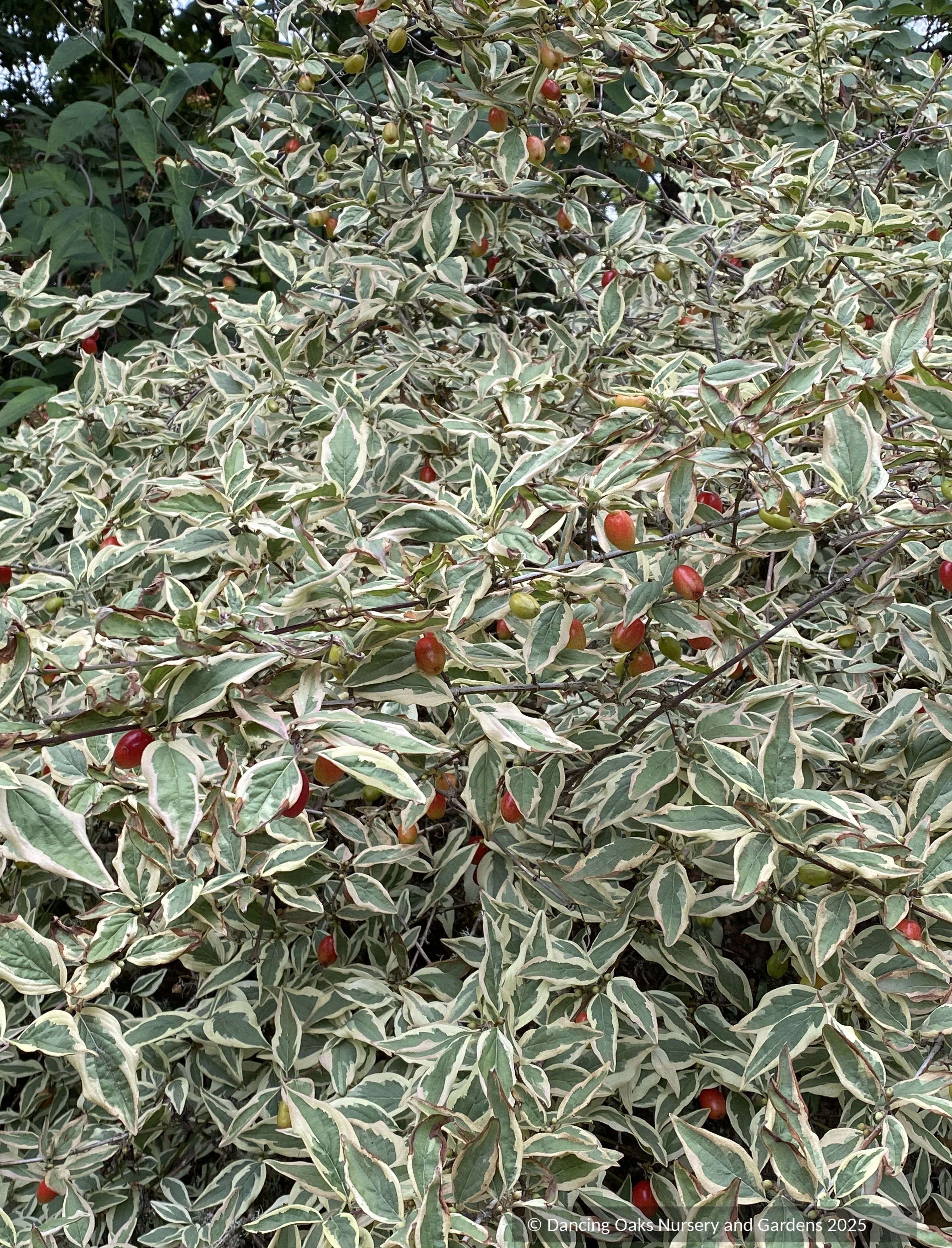 Cornus_mas__Variegata__3.jpg?v