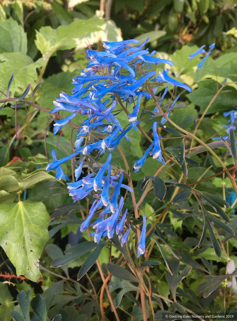 Corydalis flexuosa 'Porcelain Blue' – Dancing Oaks Nursery and Gardens