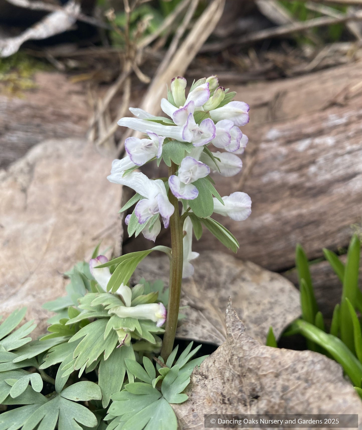 Bulbs & Tubers ~ Corydalis solida 'Merlin', Fumewort ~ Dancing Oaks Nursery and Gardens ~ Retail Nursery ~ Mail Order Nursery