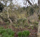 Shrubs ~ Corylopsis spicata, Winter Hazel ~ Dancing Oaks Nursery and Gardens ~ Retail Nursery ~ Mail Order Nursery