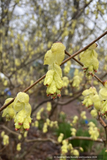 Shrubs ~ Corylopsis spicata, Winter Hazel ~ Dancing Oaks Nursery and Gardens ~ Retail Nursery ~ Mail Order Nursery