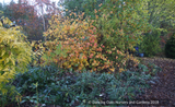 Shrubs ~ Corylopsis spicata, Winter Hazel ~ Dancing Oaks Nursery and Gardens ~ Retail Nursery ~ Mail Order Nursery