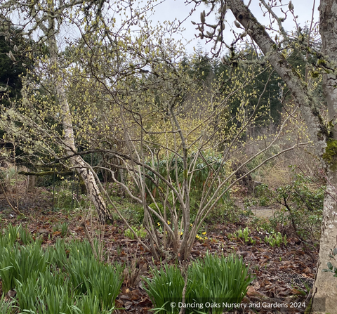 Shrubs ~ Corylopsis spicata, Winter Hazel ~ Dancing Oaks Nursery and Gardens ~ Retail Nursery ~ Mail Order Nursery