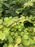 Shrubs ~ Corylopsis spicata 'Golden Spring', Winter Hazel ~ Dancing Oaks Nursery and Gardens ~ Retail Nursery ~ Mail Order Nursery