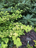 Shrubs ~ Corylopsis spicata 'Golden Spring', Winter Hazel ~ Dancing Oaks Nursery and Gardens ~ Retail Nursery ~ Mail Order Nursery