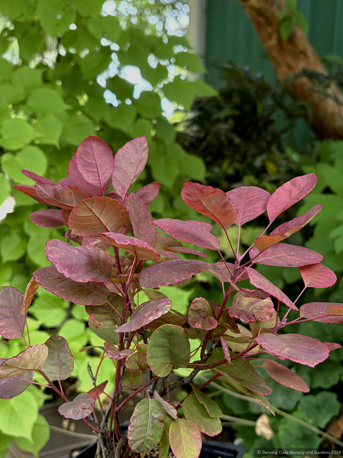 Cotinus coggygria 'Cotsidh5' VELVETEENY™, Dwarf Purple Smokebush