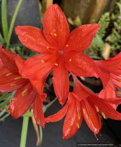 Bulbs & Tubers ~ Cyrtanthus elatus, Scarborough Lily ~ Dancing Oaks Nursery and Gardens ~ Retail Nursery ~ Mail Order Nursery