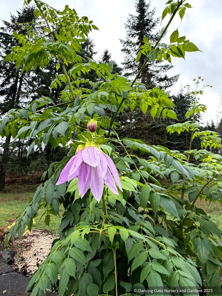 dahlia imperialis seeds Dahlia imperialis, Bell Tree Dahlia