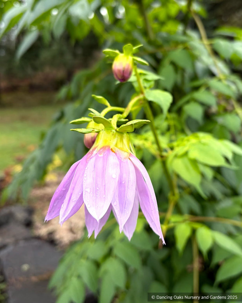 dahlia imperialis seeds Dahlia imperialis, Bell Tree Dahlia
