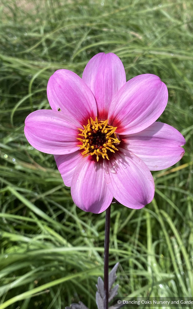 dahlia hybrid seeds Dahlia 'Mystic Dreamer', Dahlia Hybrid USPP 19885