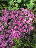 Shrubs ~ Daphne x rollsdorfii 'Wilhelm Schacht' ~ Dancing Oaks Nursery and Gardens ~ Retail Nursery ~ Mail Order Nursery