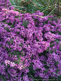 Shrubs ~ Daphne x rollsdorfii 'Wilhelm Schacht' ~ Dancing Oaks Nursery and Gardens ~ Retail Nursery ~ Mail Order Nursery