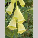 Perennials ~ Digitalis ambigua, Yellow Foxglove ~ Dancing Oaks Nursery and Gardens ~ Retail Nursery ~ Mail Order Nursery