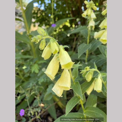 Perennials ~ Digitalis ambigua, Yellow Foxglove ~ Dancing Oaks Nursery and Gardens ~ Retail Nursery ~ Mail Order Nursery