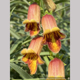 Perennials ~ Digitalis obscura, Spanish Foxglove ~ Dancing Oaks Nursery and Gardens ~ Retail Nursery ~ Mail Order Nursery