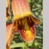 Perennials ~ Digitalis obscura, Spanish Foxglove ~ Dancing Oaks Nursery and Gardens ~ Retail Nursery ~ Mail Order Nursery