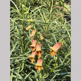 Perennials ~ Digitalis obscura, Spanish Foxglove ~ Dancing Oaks Nursery and Gardens ~ Retail Nursery ~ Mail Order Nursery