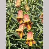 Perennials ~ Digitalis obscura, Spanish Foxglove ~ Dancing Oaks Nursery and Gardens ~ Retail Nursery ~ Mail Order Nursery