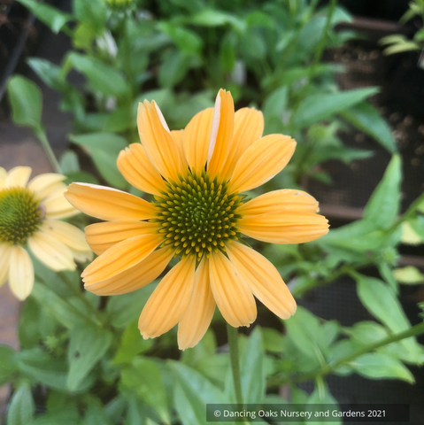 Echinacea purpurea 'Mellow Yellows', Coneflower