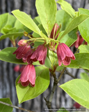 Shrubs ~ Enkianthus campanulatus 'Miyama Beni' ~ Dancing Oaks Nursery and Gardens ~ Retail Nursery ~ Mail Order Nursery