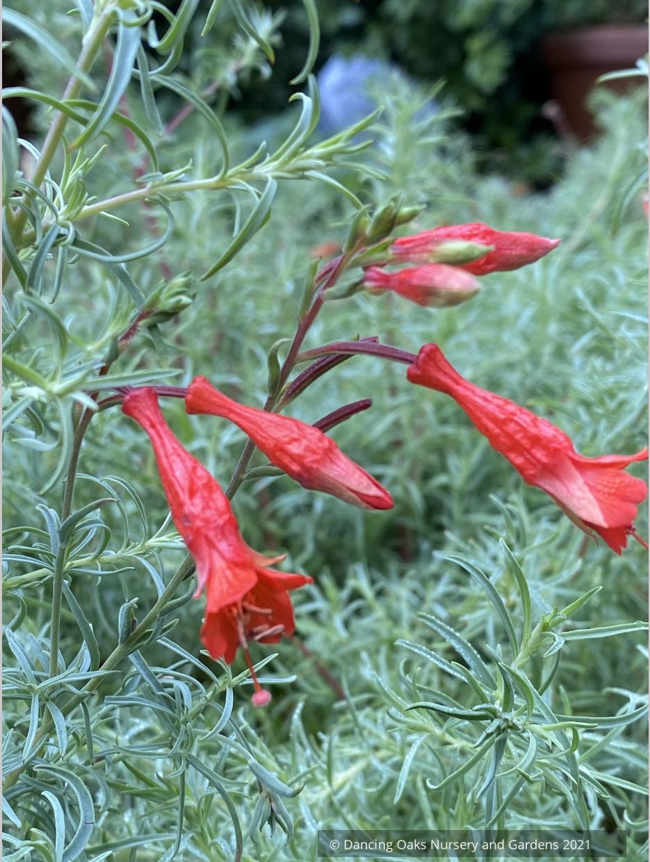 Perennials ~ Epilobium (syn. Zauschneria) 'Hollywood Flame', California Fuchsia or Hummingbird Trumpet ~ Dancing Oaks Nursery and Gardens ~ Retail Nursery ~ Mail Order Nursery