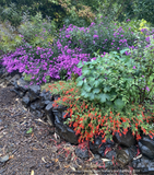 Perennials ~ Epilobium (syn Zauschneria) 'Everett's Choice', California Fuchsia ~ Dancing Oaks Nursery and Gardens ~ Retail Nursery ~ Mail Order Nursery