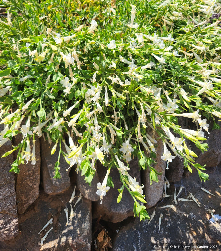 Epilobium (syn. Zauschneria) canum 'Summer Snow', Hummingbird