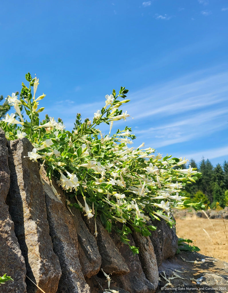 Epilobium (syn. Zauschneria) canum 'Summer Snow', Hummingbird