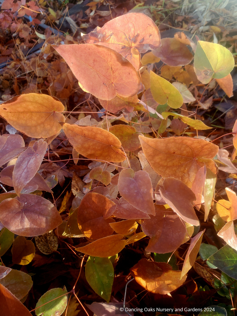 Epimedium x versicolor 'Cherry Tart', Barrenwort – Dancing Oaks