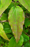 Epimedium x 'Domino', Domino Fairy Wings or Barrenwort