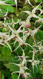 Epimedium x 'Domino', Domino Fairy Wings or Barrenwort