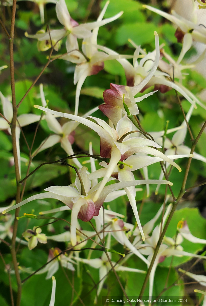 Epimedium x 'Domino', Domino Fairy Wings or Barrenwort – Dancing