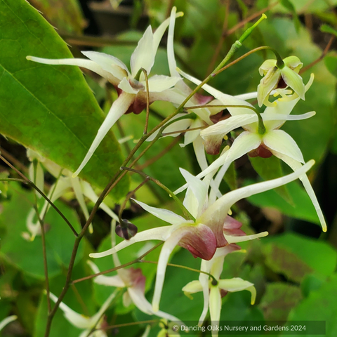 Epimedium x 'Domino', Domino Fairy Wings or Barrenwort
